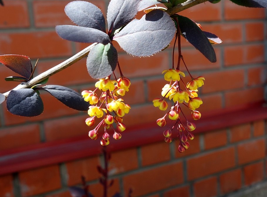 Барбарис обыкновенный цветение