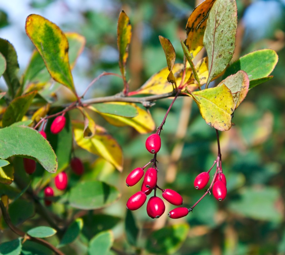 Барбарис Сибирский