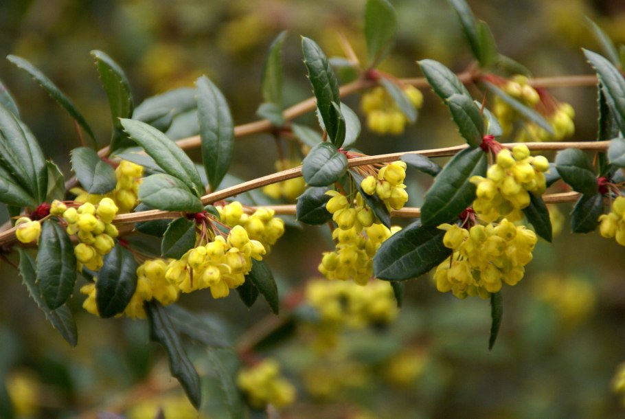 Барбарис обыкновенный Berberis vulgaris