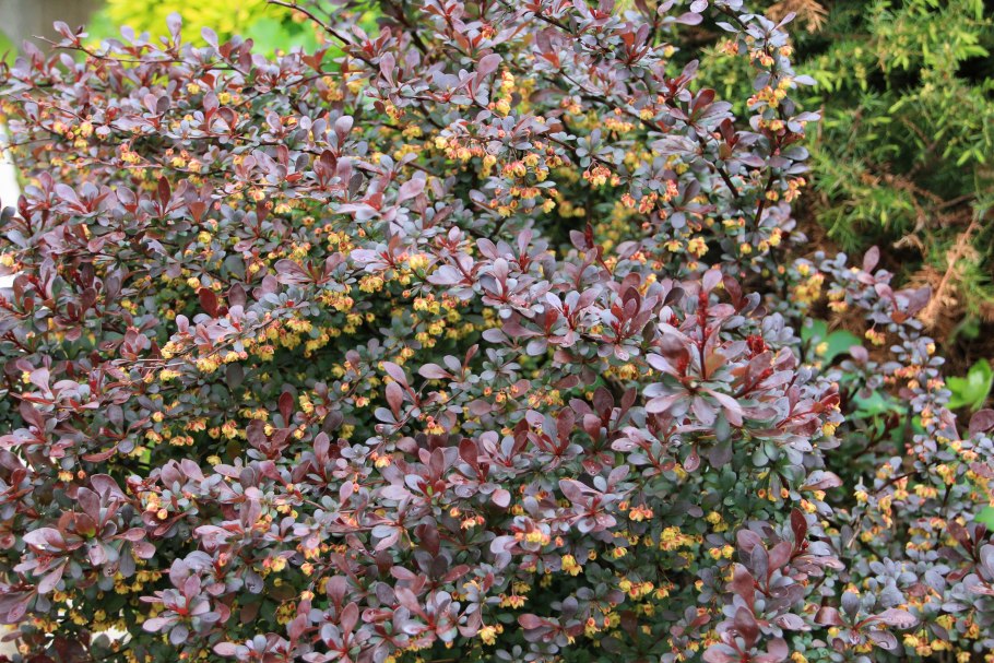 Барбарис обыкновенный куст