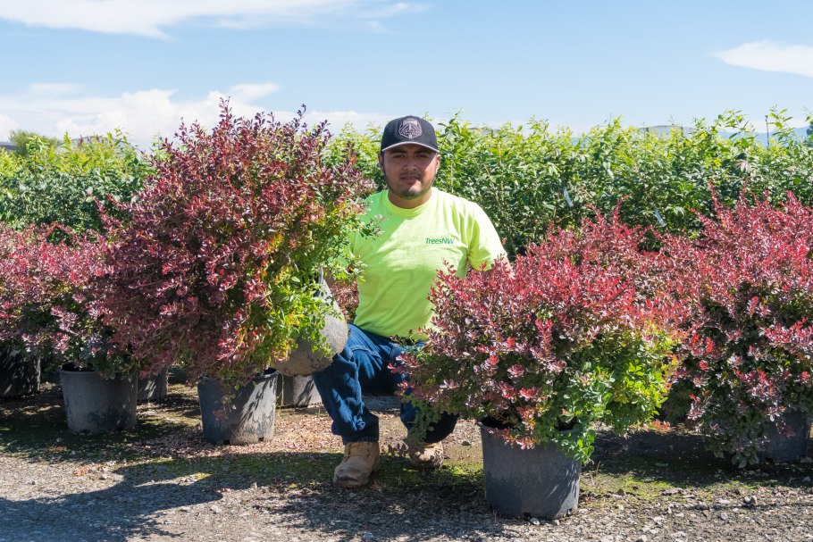 Барбарис тунберга атропурпуреа