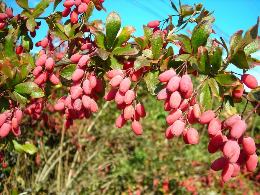 Барбарис куст