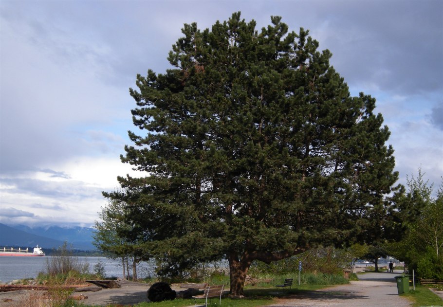 Сосна черная pinus nigra