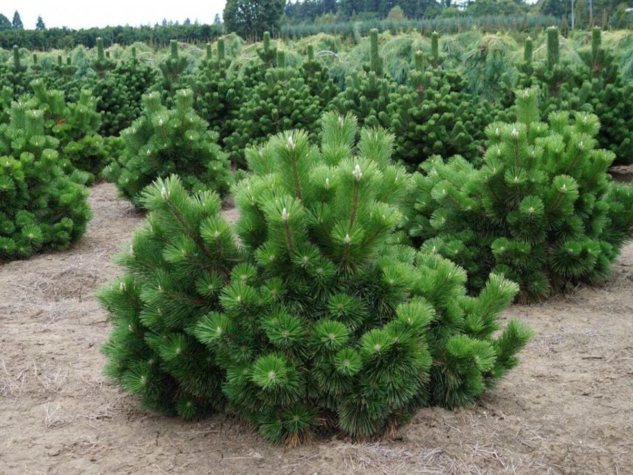 Pinus nigra Oregon Green
