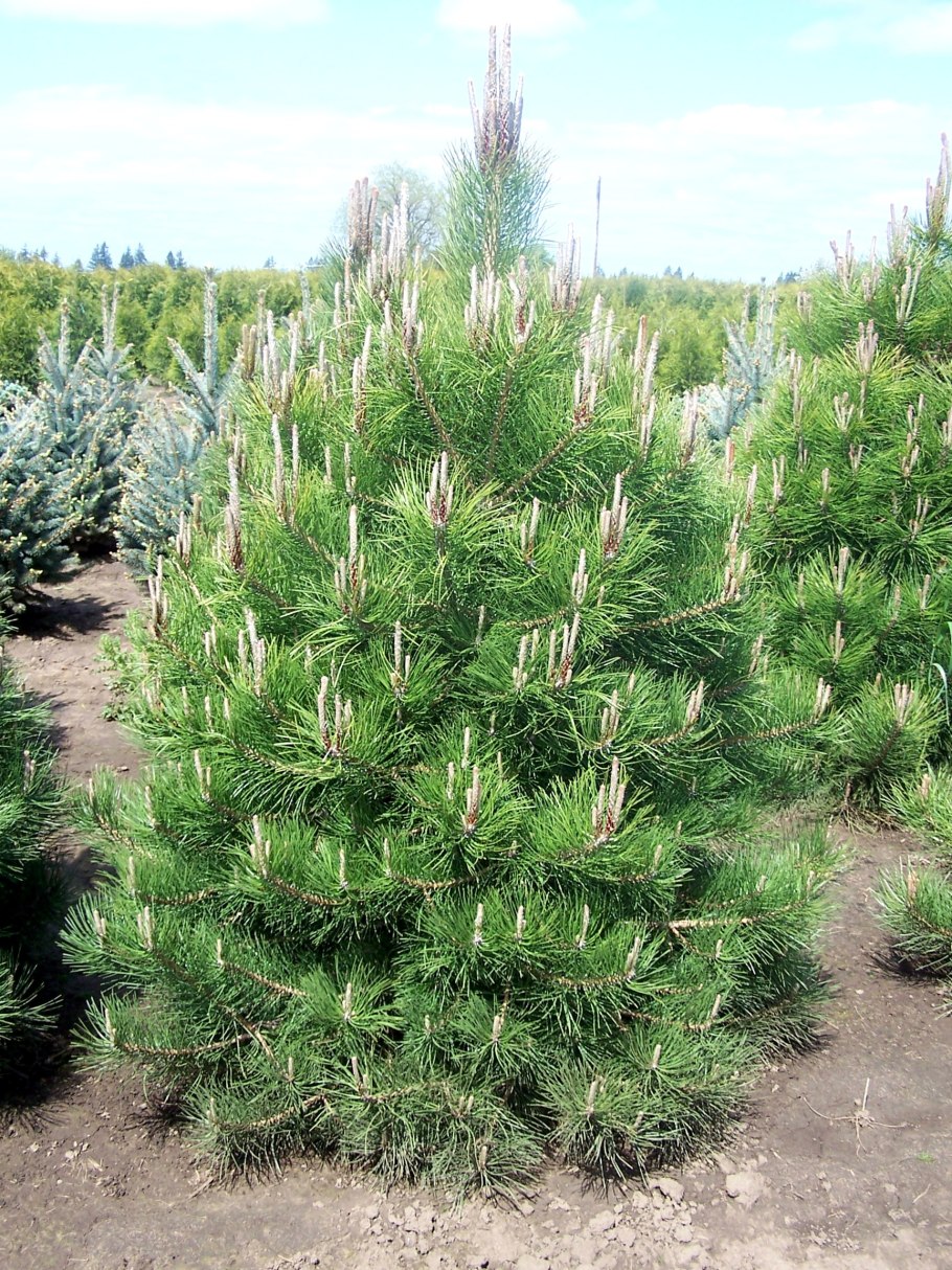 Сосна pinus nigra nana