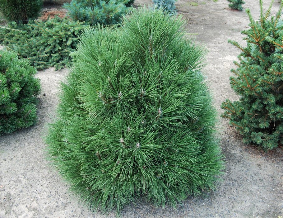 Pinus nigra austriaca