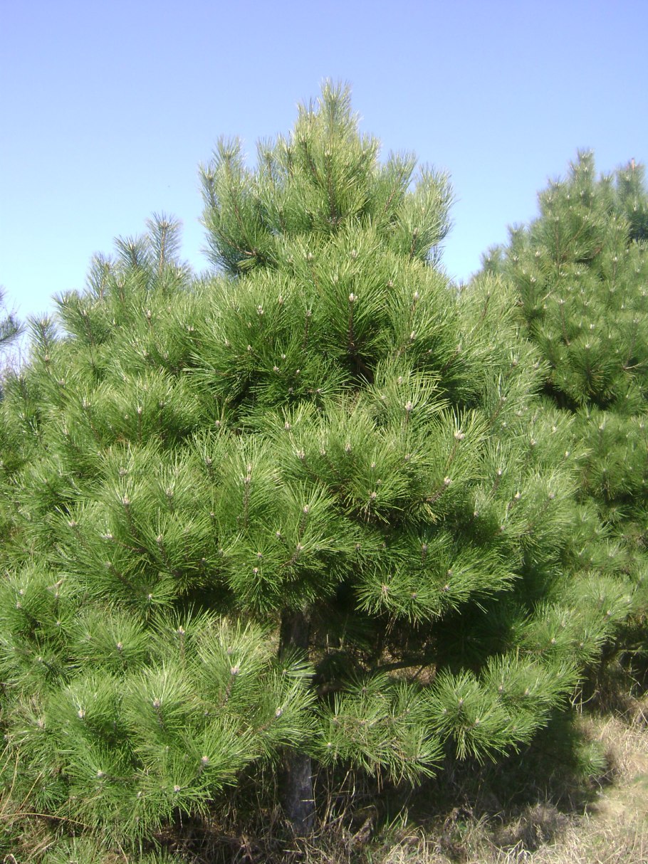 Сосна обыкновенная pinus sylvestris