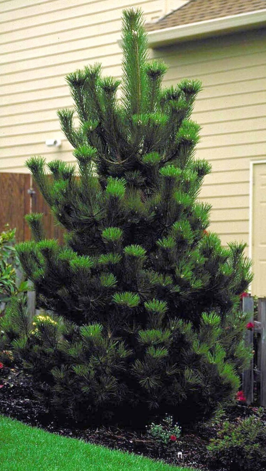 Pinus nigra globosa