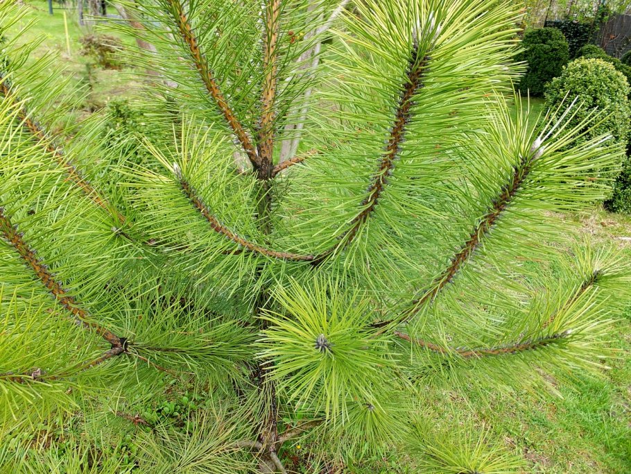 Сосна пинус нигра