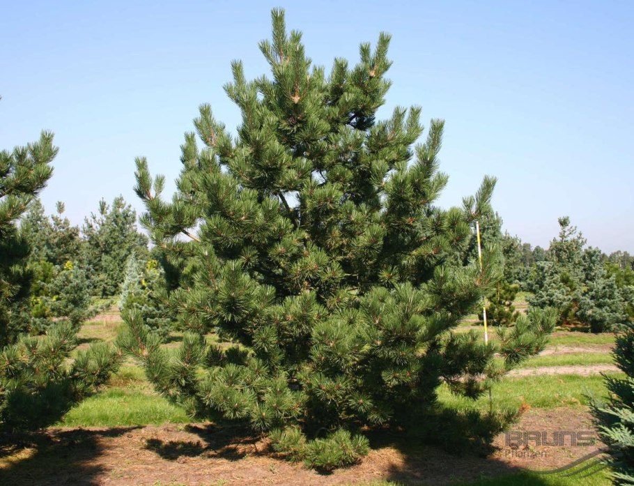 Pinus nigra хвоя