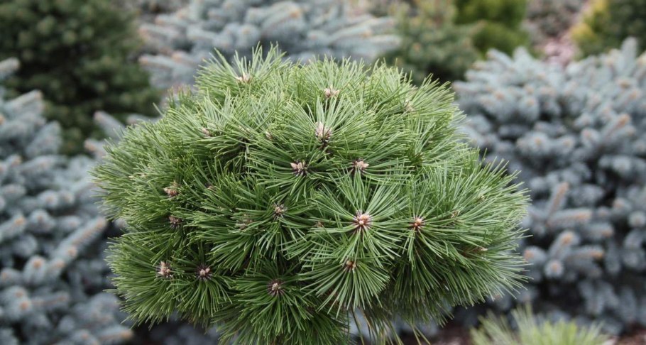 Сосна черная Австрийская