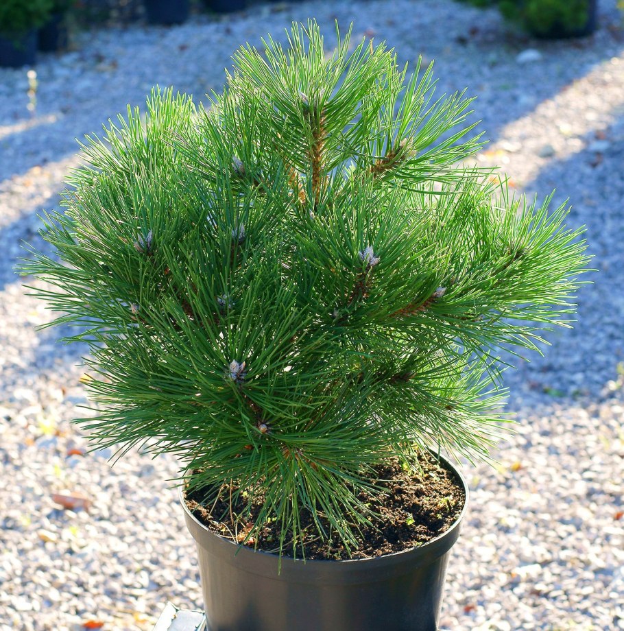 Сосна гельдрейха компакт джем