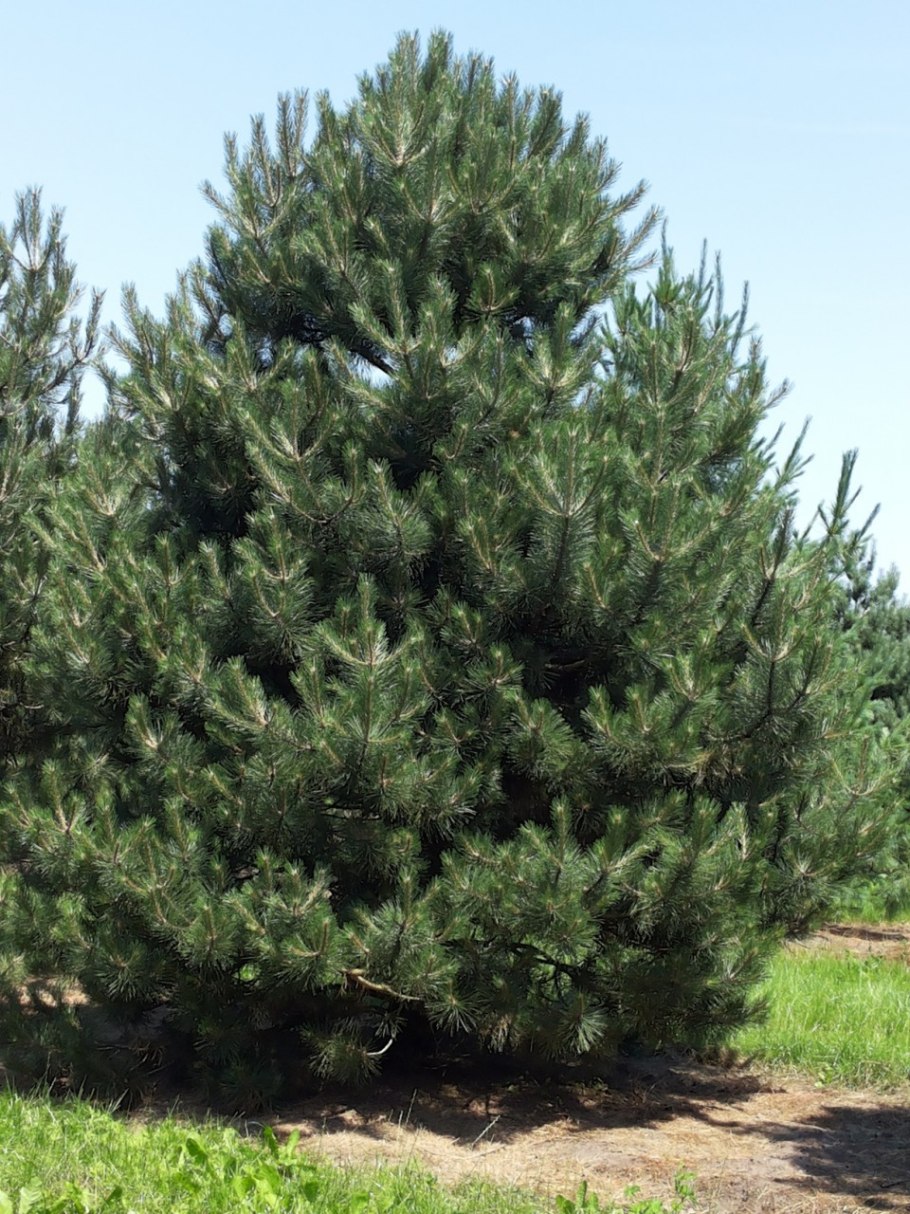 Сосна черная pinus nigra