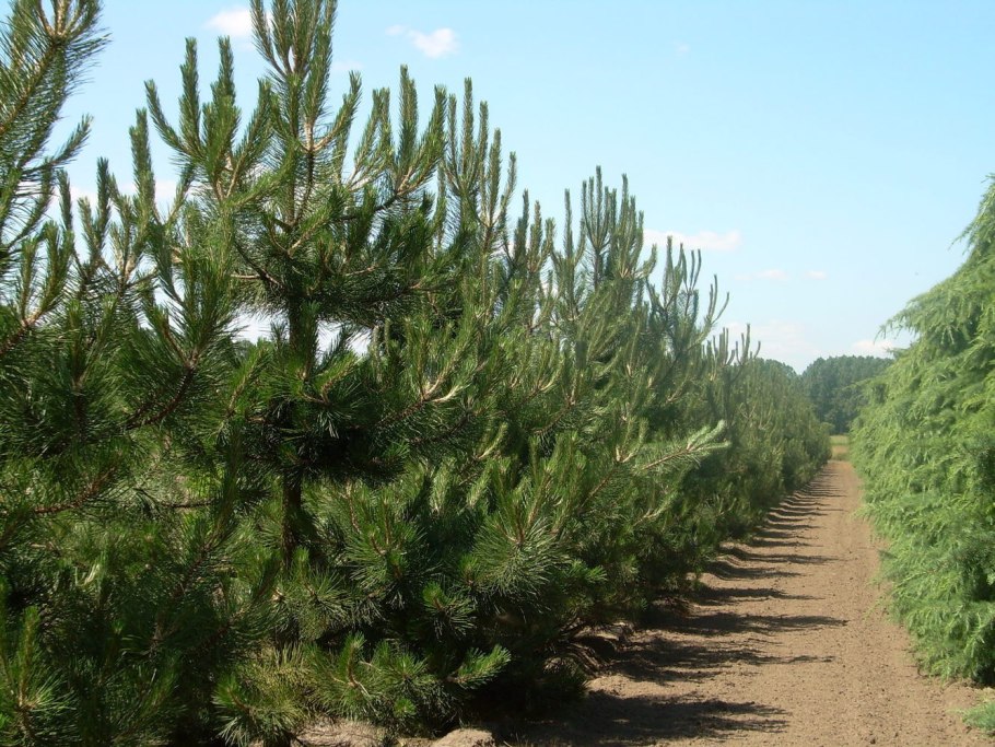 Сосна обыкновенная pinus sylvestris