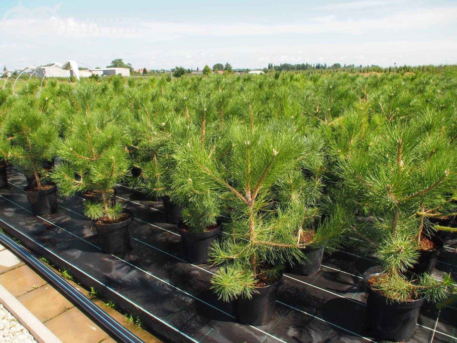 Сосна кедровая сибирская сибирский кедр сеянец