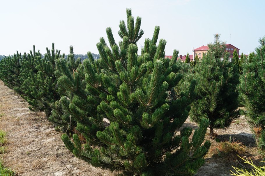 Pinus nigra oregon green