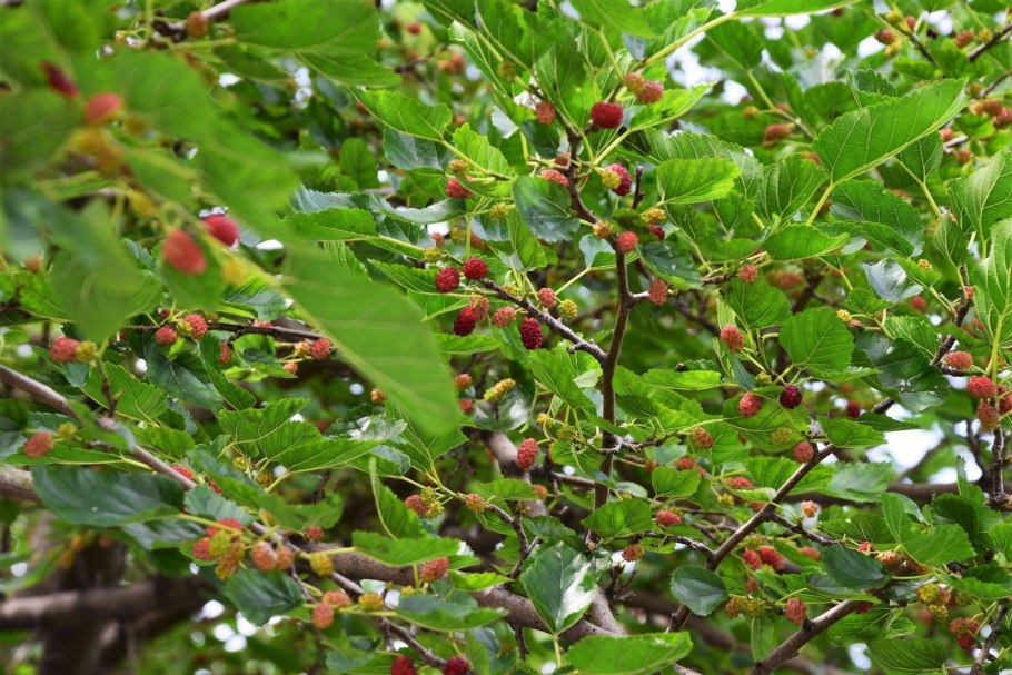 Шелковица однодомное дерево