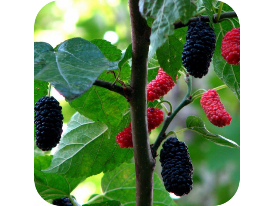 Шелковица черная (Morus nigra)