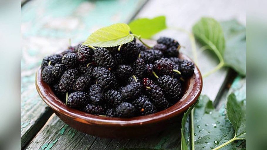 Шелковица штамбовая плакучая