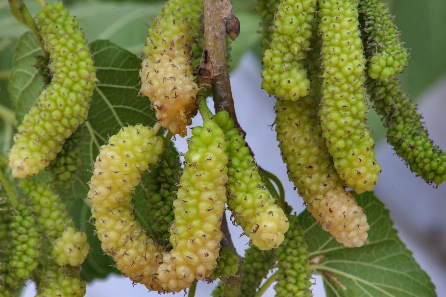 Шелковица красная (Morus rubra) -