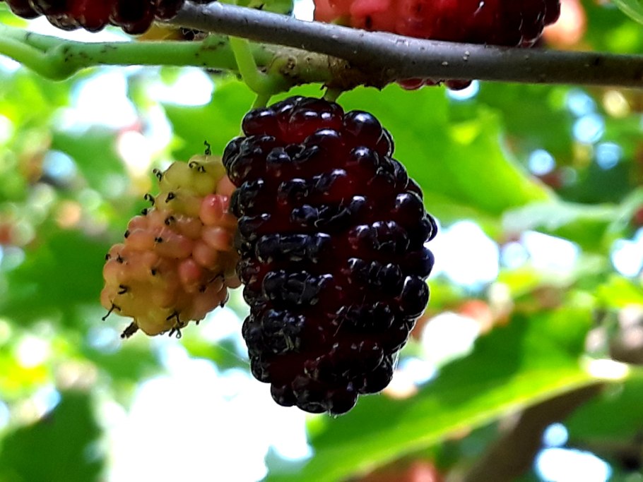 Смоковница шелковица тутовник