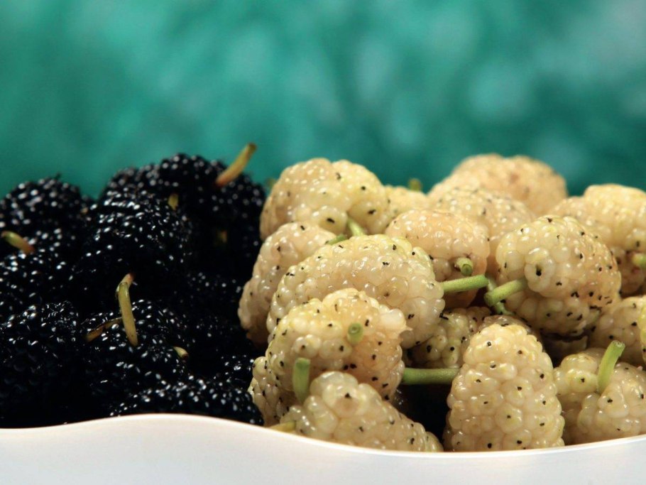 Тутовник хартут