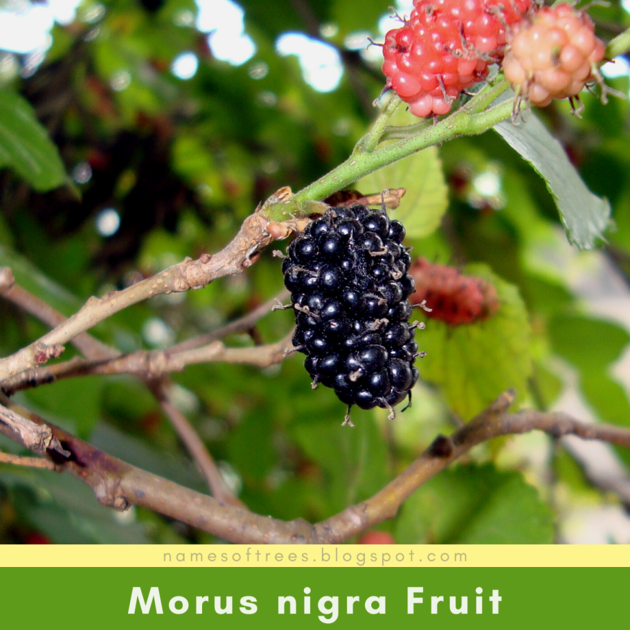 Шелковица morus nigra