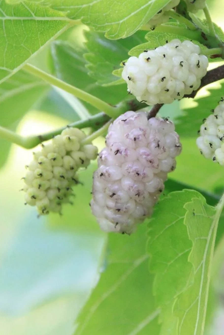 Шелковица Morus Alba