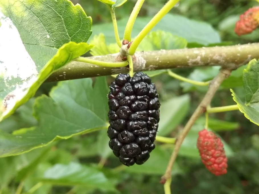 Шелковица ягода белая