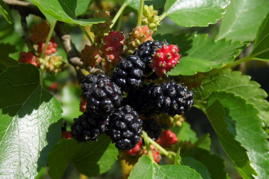 Морус Альба шелковица черная