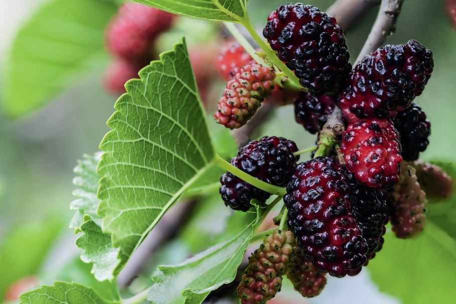 Тутовник шелковица ягода