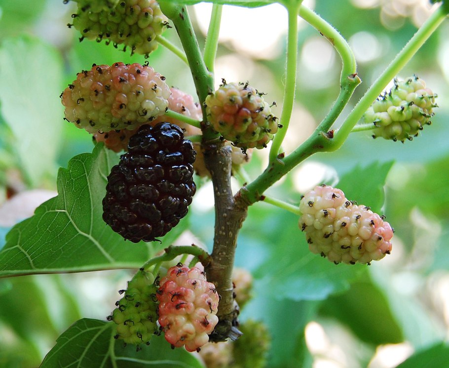 Шелковица альба