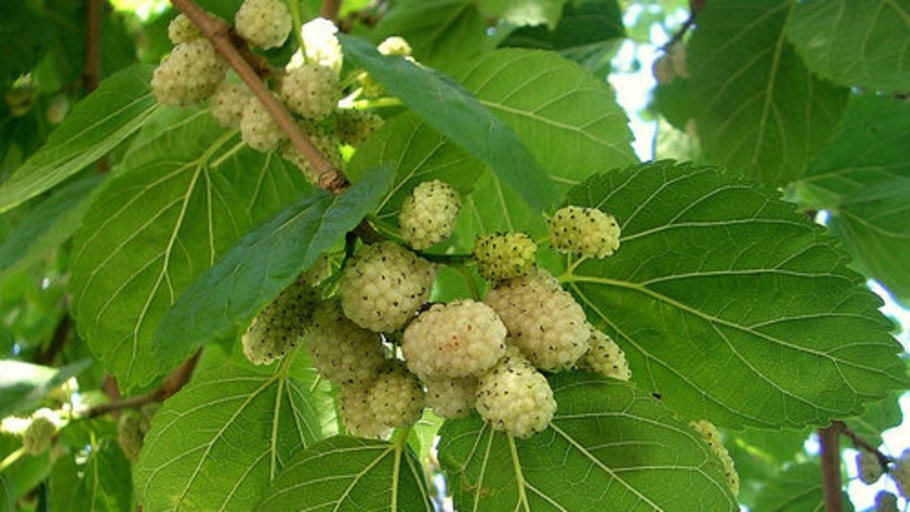 Шелковица белая Альба