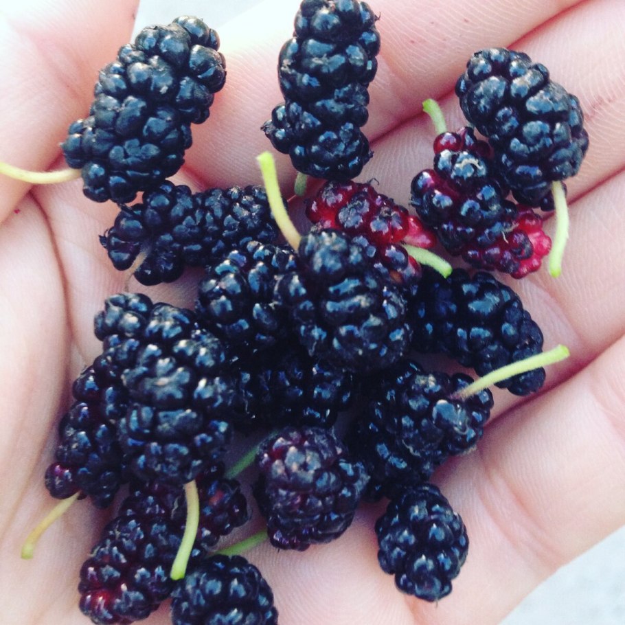 Тутовник или шелковица