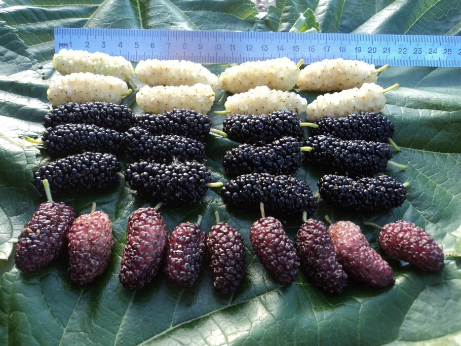 Шелковица хартут