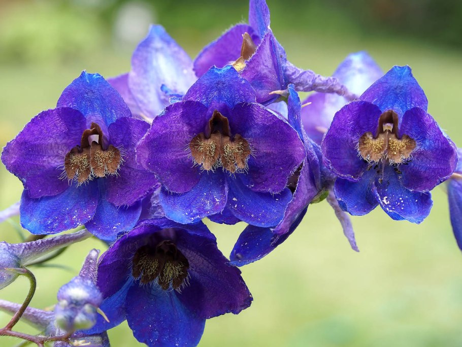 Дельфиниум Blauer Zwerg