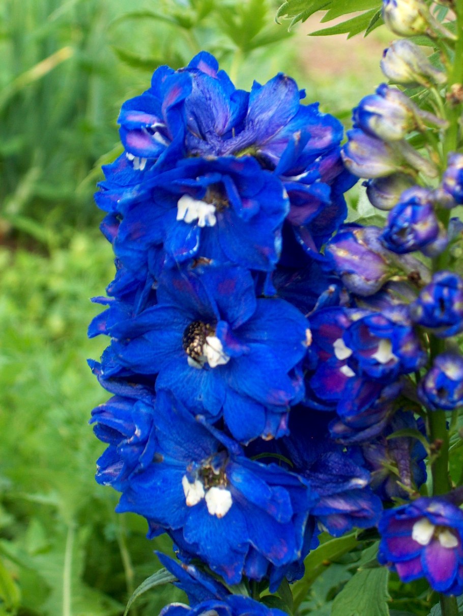 Живокость опушенноплодная