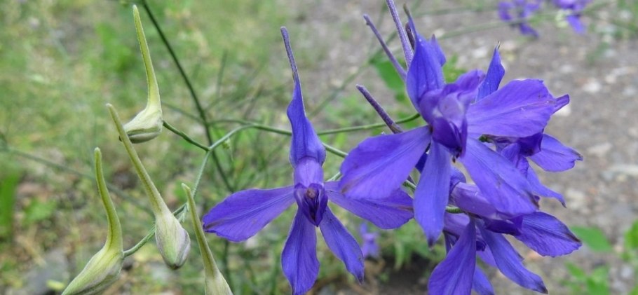 Шпорник дельфиниум