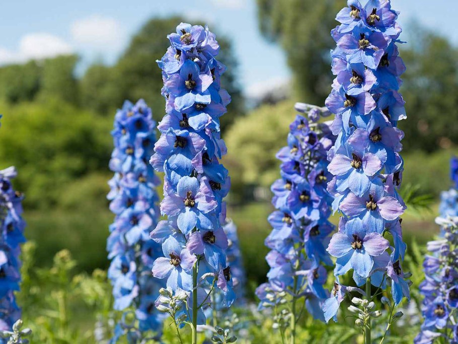 Дельфиниум delphinium