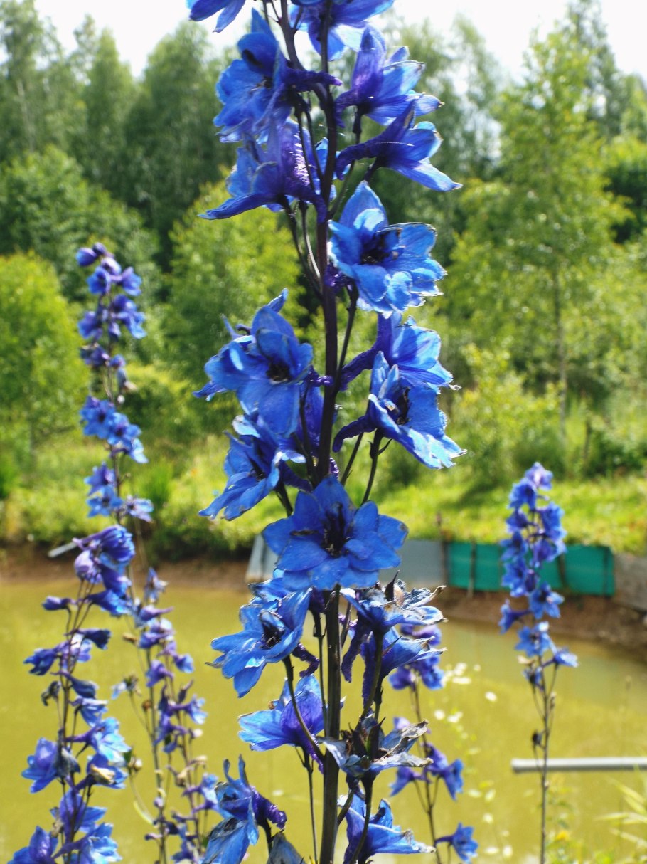 Шпорник дельфиниум