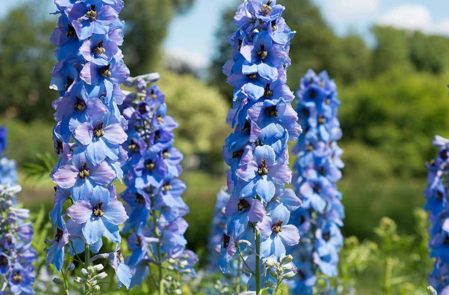 Дельфиниум delphinium