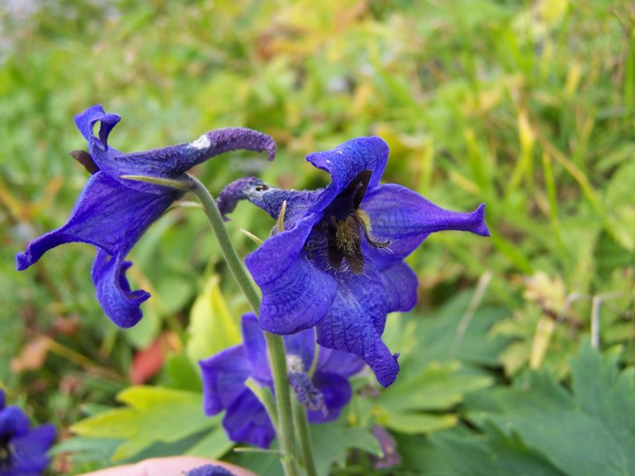 Дельфиниум Delphinium Cinderella