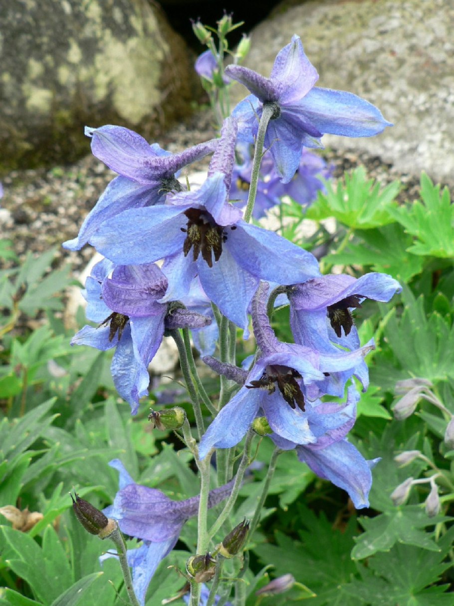 Живокость Литвинова (Delphinium litwinovii