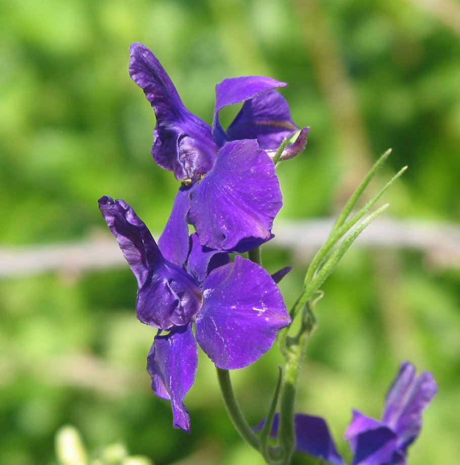 Дельфиниум ajacis