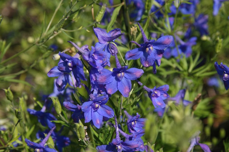 Дельфиниум голубая бабочка