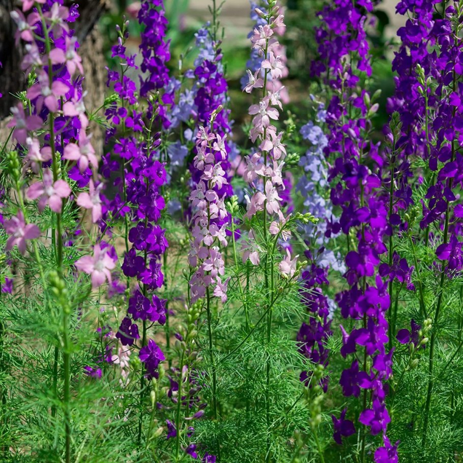 Delphinium consolida