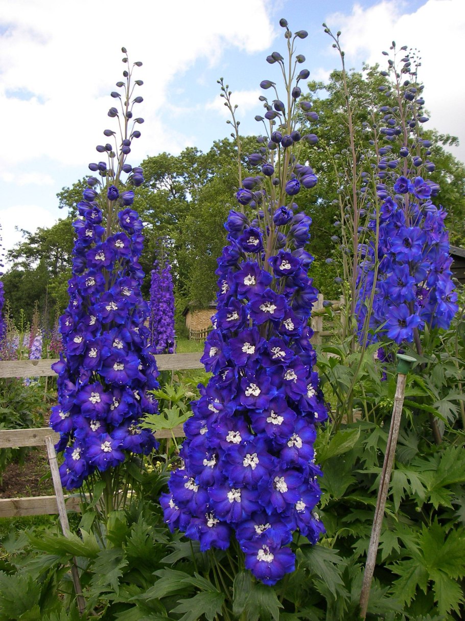 Дельфиниум аякса