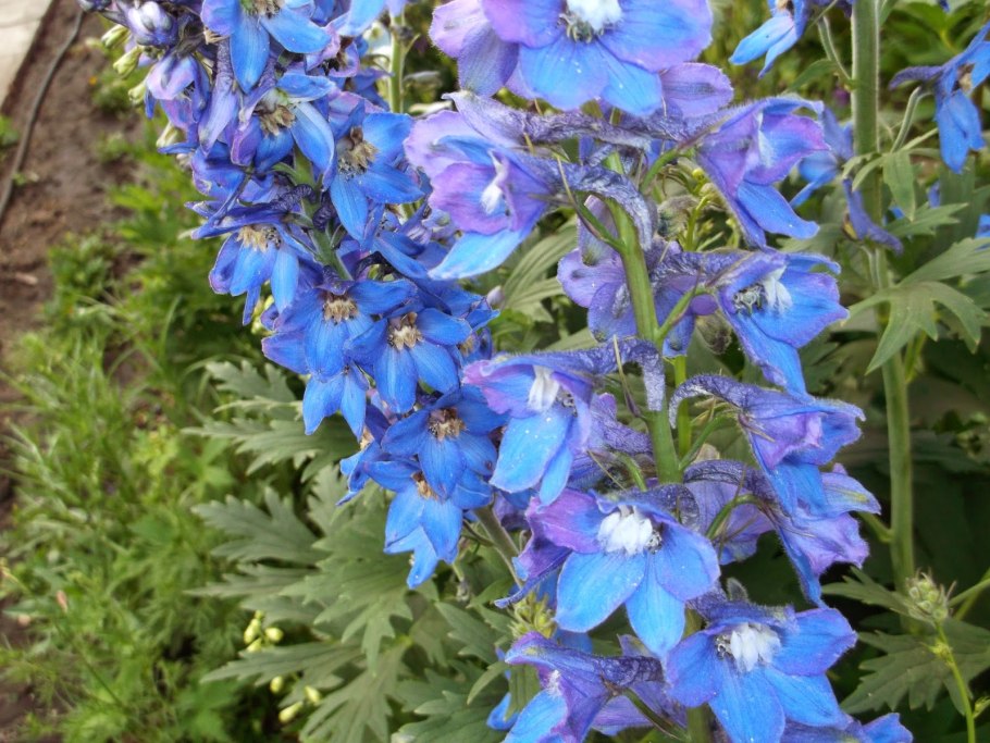 Дельфиниум многолетний красная шапочка