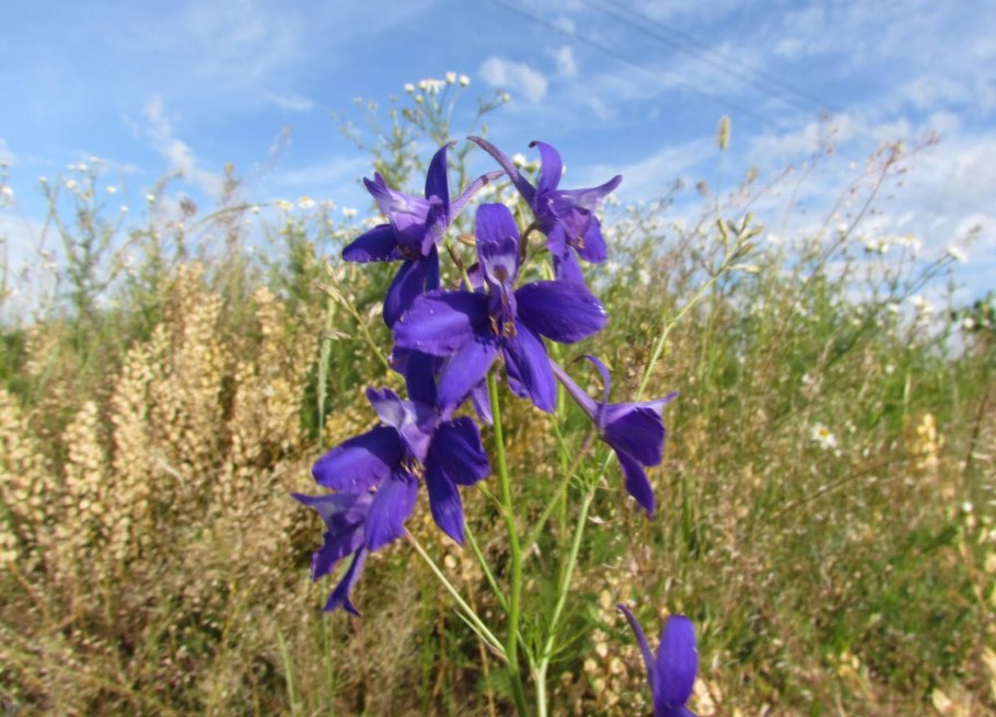 Delphinium grandiflorum
