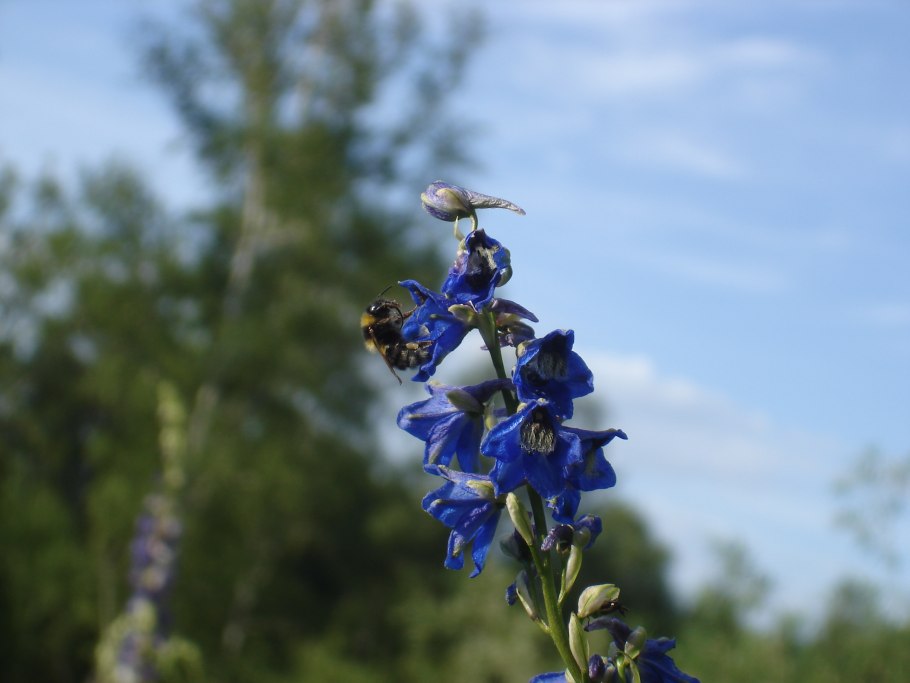 Дельфиниум дикий фиолетовый